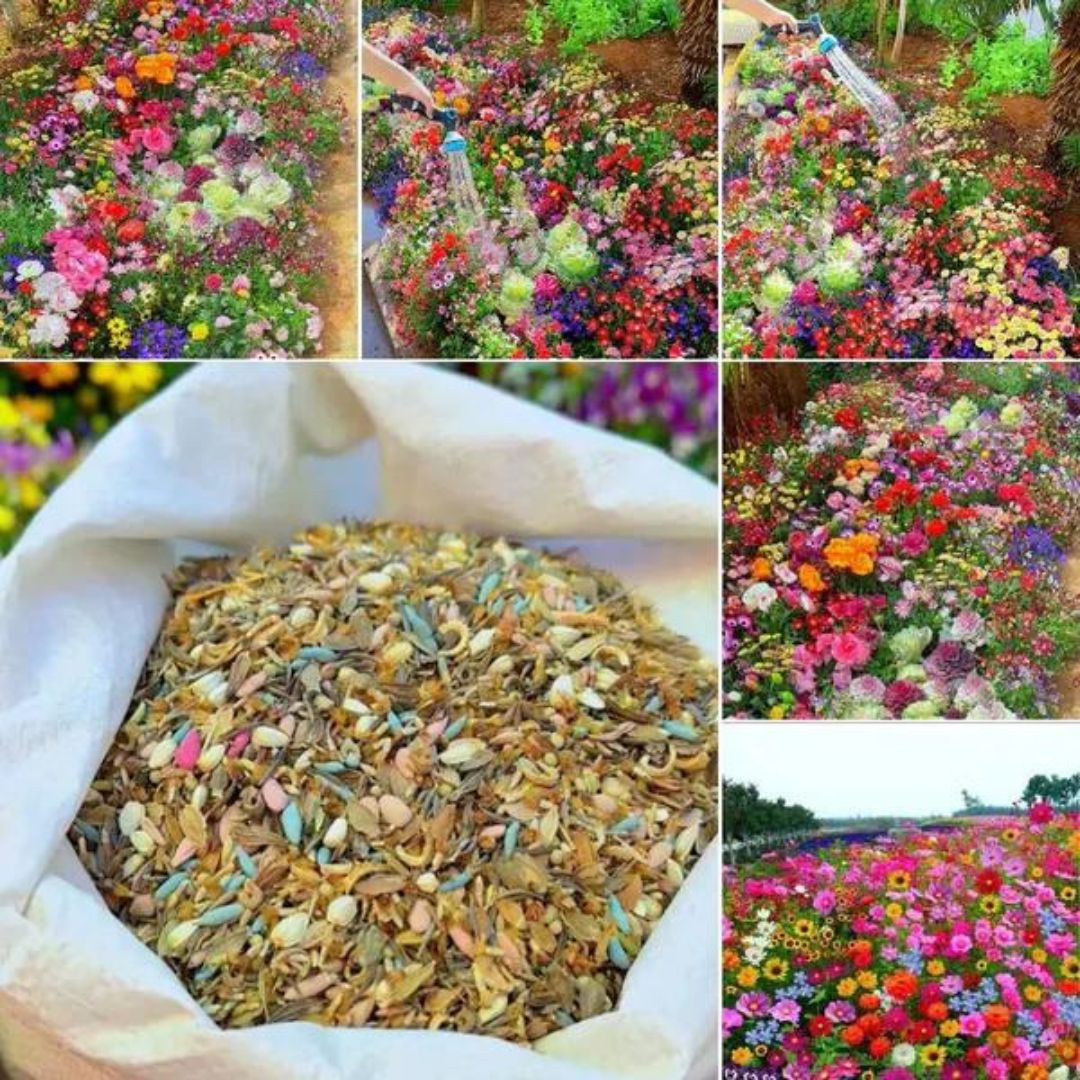 Mixed Flower Seeds (Pack of 100) + Free Fertilizer