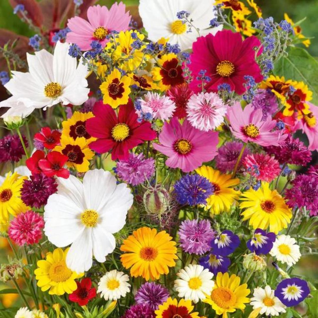 Mixed Flower Seeds (Pack of 100) + Free Fertilizer