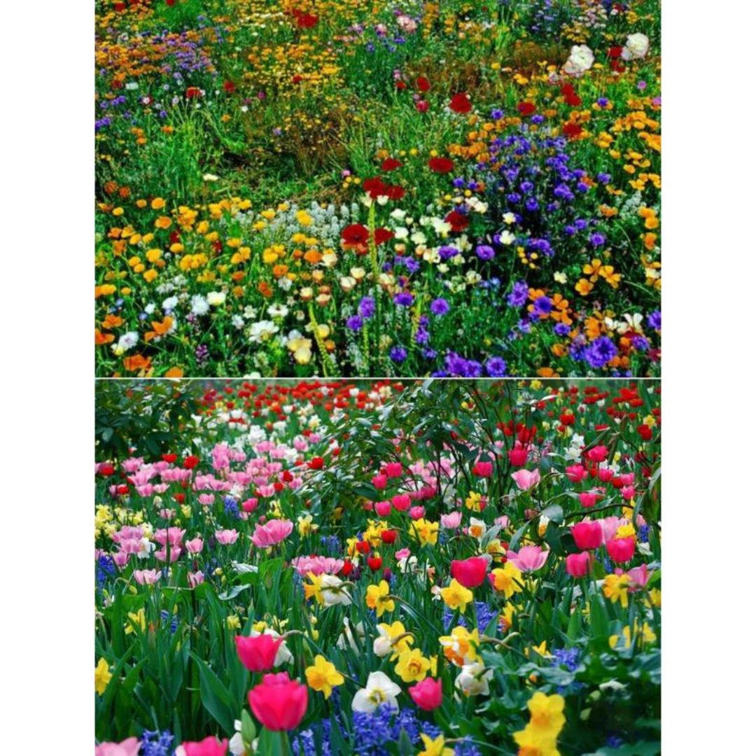 Mixed Flower Seeds (Pack of 100) + Free Fertilizer