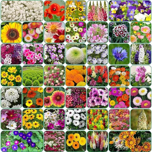 Mixed Flower Seeds (Pack of 100) + Free Fertilizer